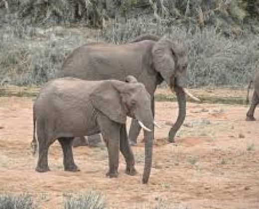 link to Walking with Elephants