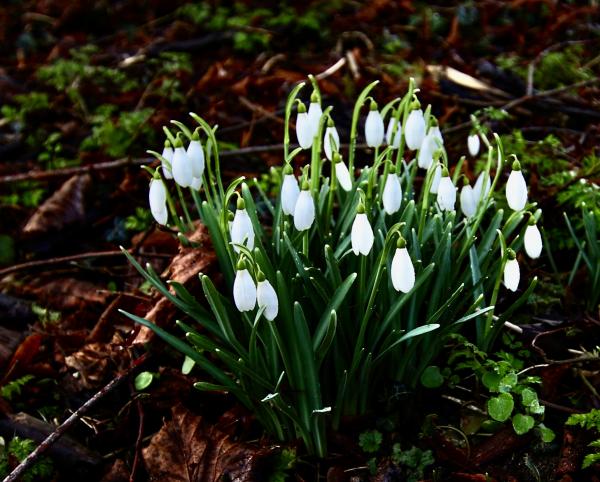 HI Pearls in winter darkness